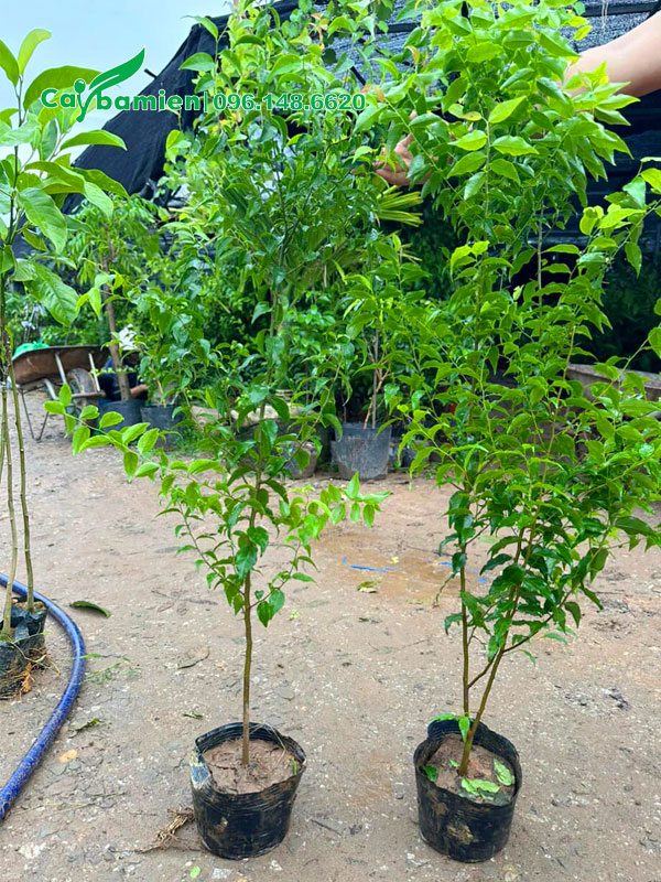 Vườn ươm và bán cây giống bồ nguyên nguyên bầu