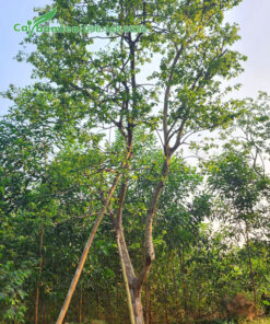 Dâm ủ và chống cọc cẩn thận cho cây Bồ Quân lâu năm mới dâm ủ