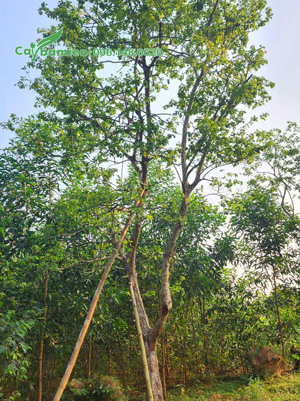 Dâm ủ và chống cọc cẩn thận cho cây Bồ Quân lâu năm mới dâm ủ