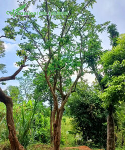 Dưỡng cây Bồ Quân 20 - 30 năm tuổi