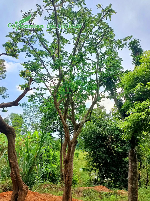 Dưỡng cây Bồ Quân 20 - 30 năm tuổi