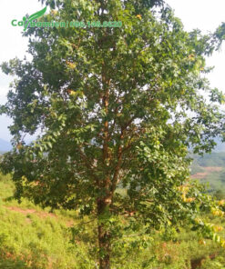 Hình ảnh cây Bồ Quân thân thẳng đẹp, tán đều