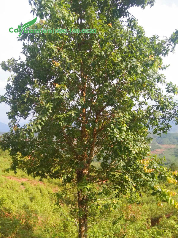 Hình ảnh cây Bồ Quân thân thẳng đẹp, tán đều