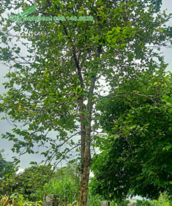 Bồ Quân trưởng thành trồng trong vườn nhà hàng chục năm