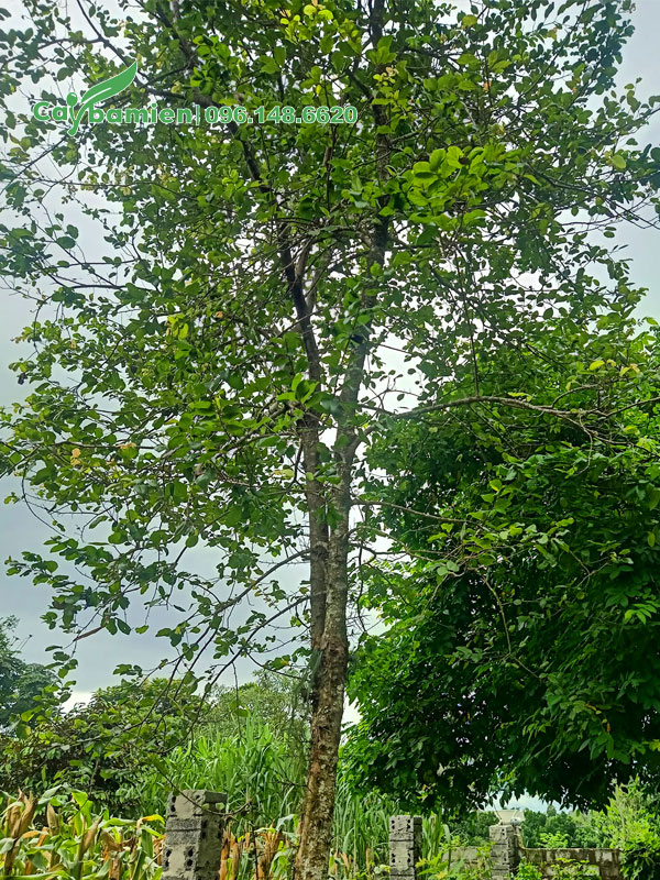 Bồ Quân trưởng thành trồng trong vườn nhà hàng chục năm