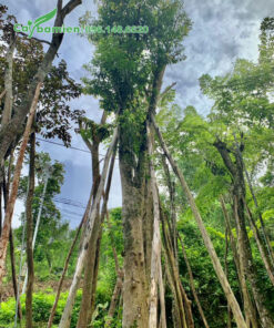 Bồ Quân đại thụ vanh gốc lên tới 150 - 160