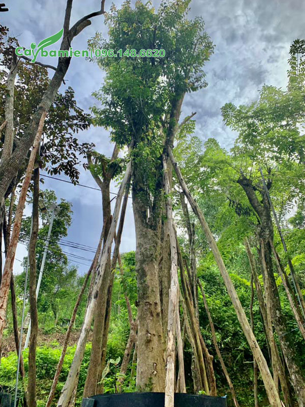 Bồ Quân đại thụ vanh gốc lên tới 150 - 160
