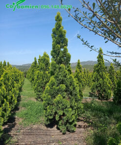 Vườn trồng và nuôi dưỡng số lượng lớn cây Trắc Bách Diệp công trình cao từ 1,5 - 2m trở lên