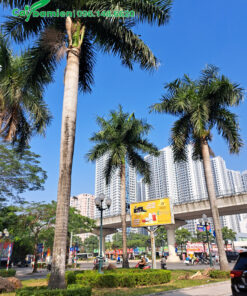 Cau Vua công trình, trồng dải phân cách đường phố