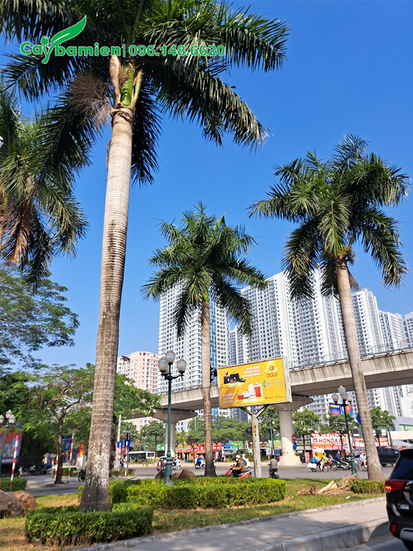 Cau Vua công trình, trồng dải phân cách đường phố