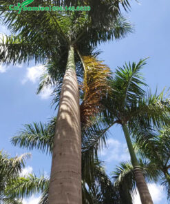 Cây cảnh Cau Vua cao 10m