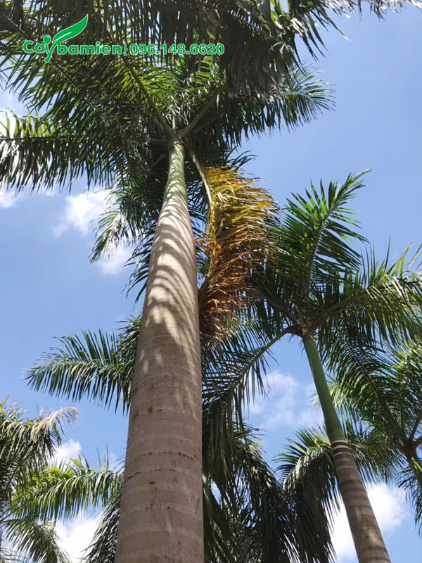 Cây cảnh Cau Vua cao 10m