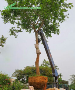 Bứng nóng cây bồ quân và dùng cần cẩu đưa lên xe