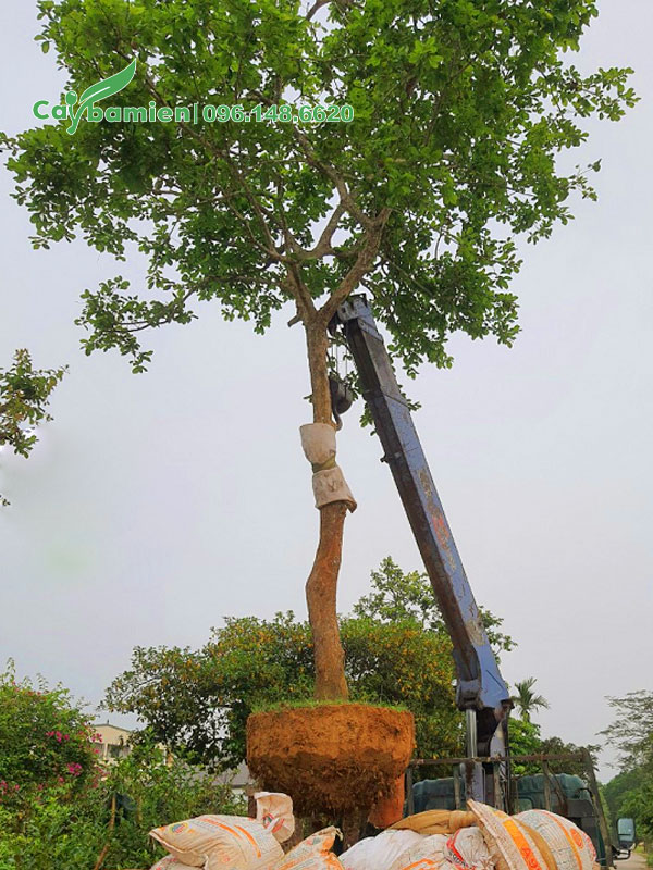 Bứng nóng cây bồ quân và dùng cần cẩu đưa lên xe