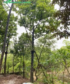 Vườn cây Chay lâu năm, dáng cao gần chục mét