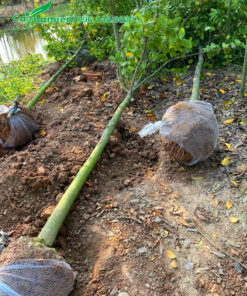 Bứng số lượng lớn cây Chay cao 4m, đường kính gốc 7 - 8cm