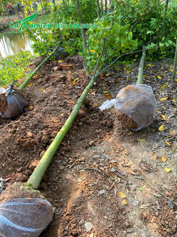 Bứng số lượng lớn cây Chay cao 4m, đường kính gốc 7 - 8cm