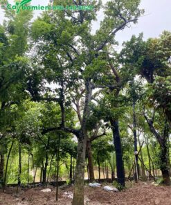 Cây Chay cổ thụ cao tới 6 - 7m, đường kính 25cm