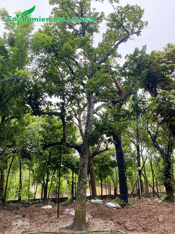 Cây Chay cổ thụ cao tới 6 - 7m, đường kính 25cm