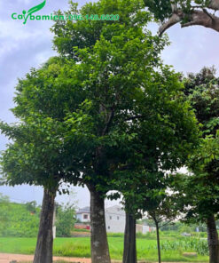 Chay công trình dâm ủ nhiều năm, tán hình chóp đẹp