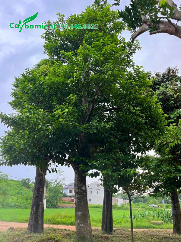 Chay công trình dâm ủ nhiều năm, tán hình chóp đẹp