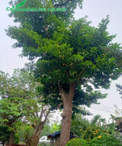 Cây Chay cổ thụ cao 5 - 6m