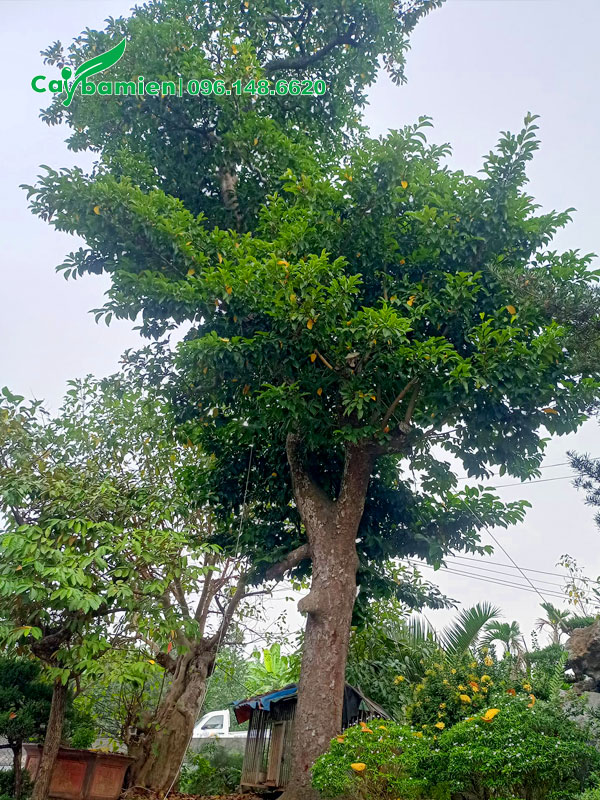 Cây Chay cổ thụ cao 5 - 6m