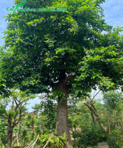 Cây Chay cổ thụ đẹp, đã dưỡng ủ kỹ, đường kính gốc 40cm