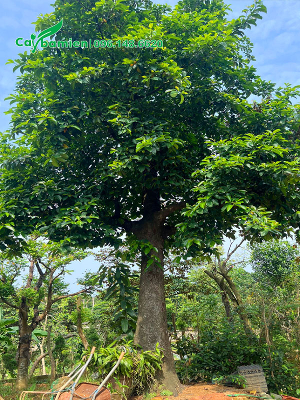 Cây Chay cổ thụ đẹp, đã dưỡng ủ kỹ, đường kính gốc 40cm