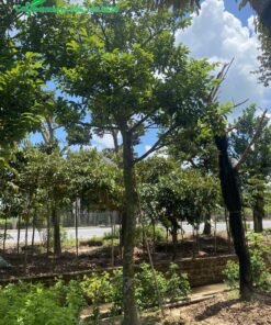 Cây Chay công trình đẹp, thân cao, đường kính lớn