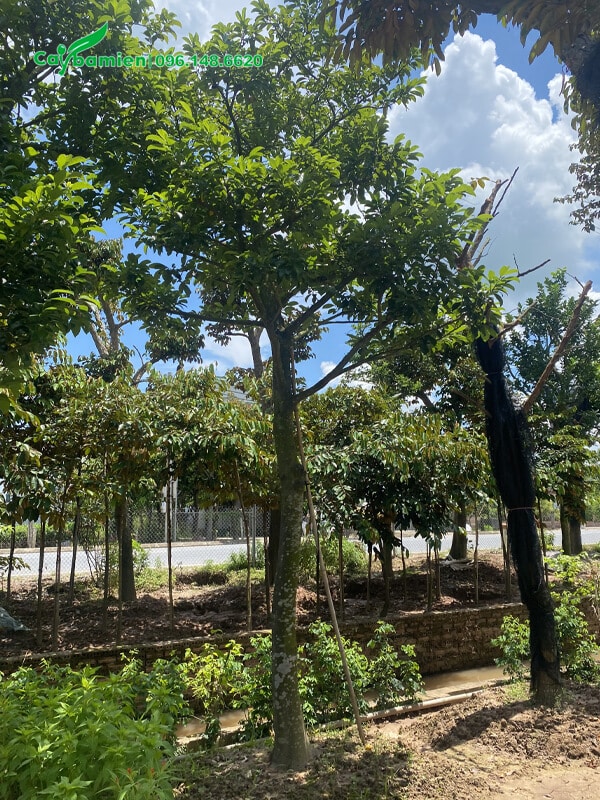 Cây Chay công trình đẹp, thân cao, đường kính lớn