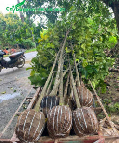 Xếp cây lên xe kéo để chuyên chở từ vườn ra xe