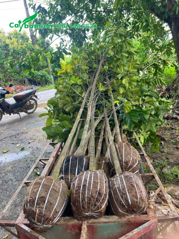 Xếp cây lên xe kéo để chuyên chở từ vườn ra xe