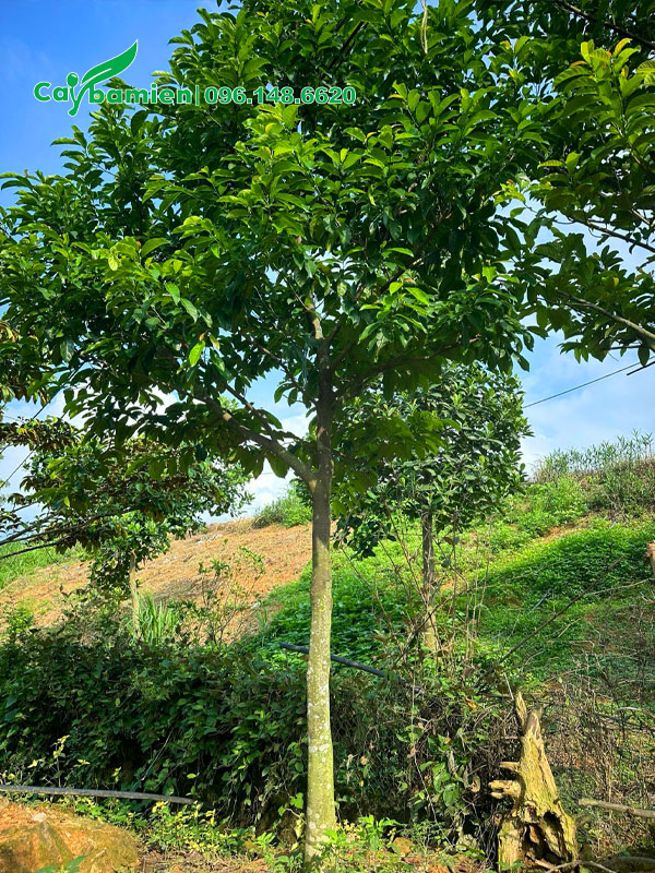 Cây Chay công trình đừng kính gốc 8cm