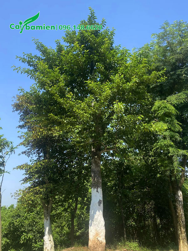 Quét vôi cho thân cây Chay cổ thụ để phòng sâu đục thân