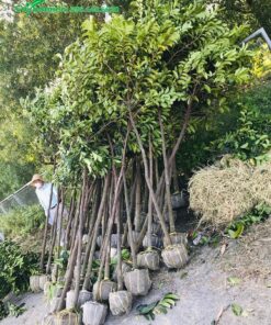 Mua cây giống Chay giá rẻ