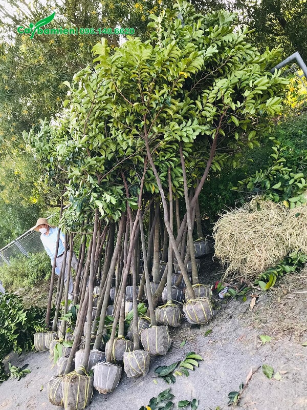 Mua cây giống Chay giá rẻ