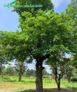 Hình ảnh cây Chay cổ thụ đẹp