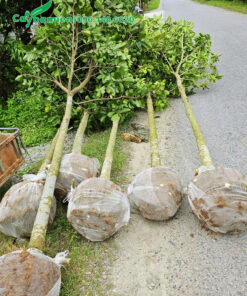 Hàng mới bứng, bầu được bọc lưới tự tiêu