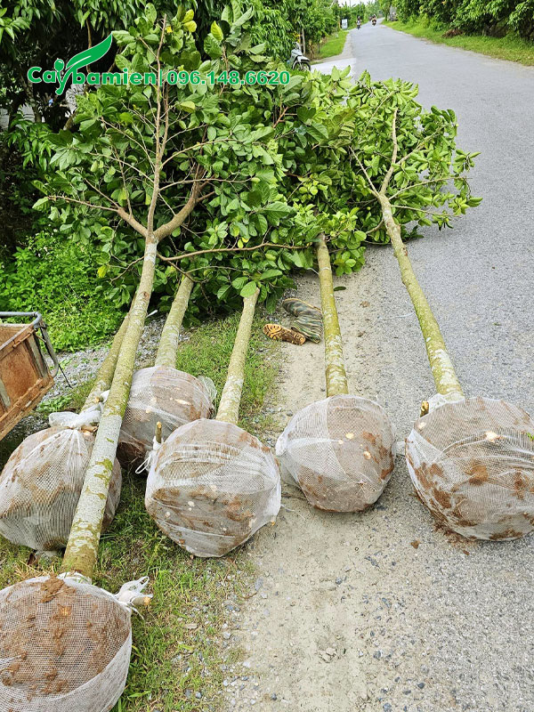 Hàng mới bứng, bầu được bọc lưới tự tiêu