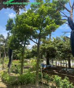 Vườn Chay công trình đã trồng nhiều năm