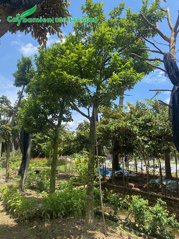 Vườn Chay công trình đã trồng nhiều năm