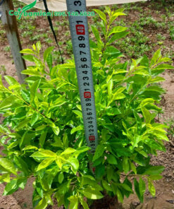 Chiều cao cây chuỗi ngọc gần 40cm