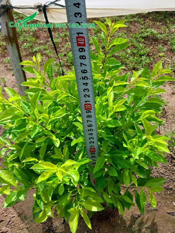 Chiều cao cây chuỗi ngọc gần 40cm