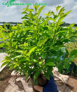 Chuỗi Ngọc cao 30cm trồng viền cho công trình