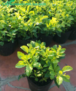 Mua Chuỗi Ngọc cao, cây cao 15cm