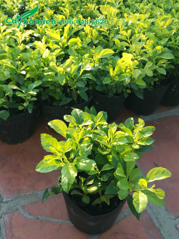 Mua Chuỗi Ngọc cao, cây cao 15cm