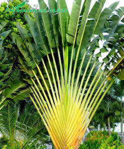 Cây Chuối Quạt cao 3 - 4m