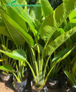 Cây giống chuối rẻ quạt cao hơn 60cm