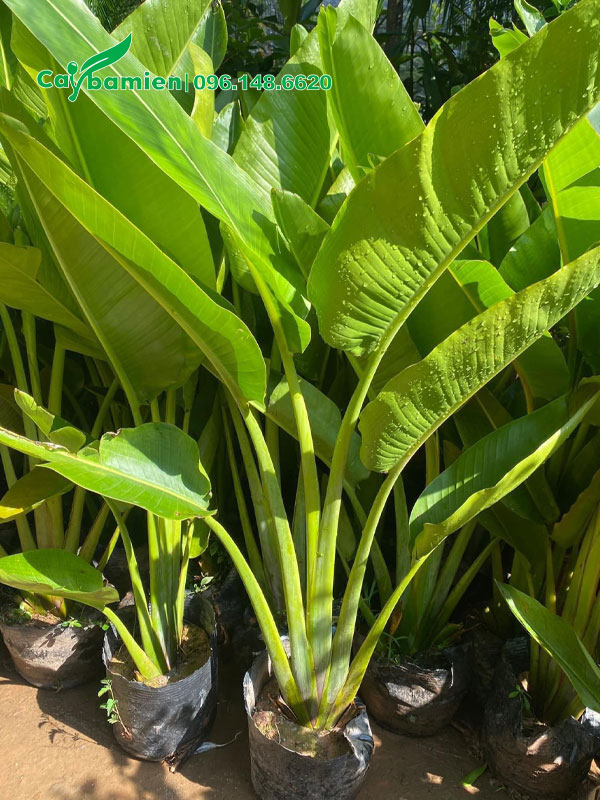 Cây giống chuối rẻ quạt cao hơn 60cm